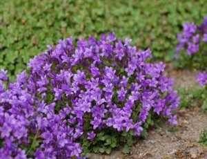    :   Campanula portenschlagiana