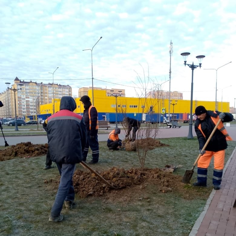 Неделя озеленения подарила городу более 100 новых деревьев! Неделя озеленения подарила городу более 100 новых деревьев!