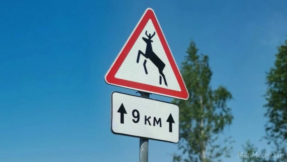 Водителей Марий Эл предупредили о возможной встрече с лосями на трассе