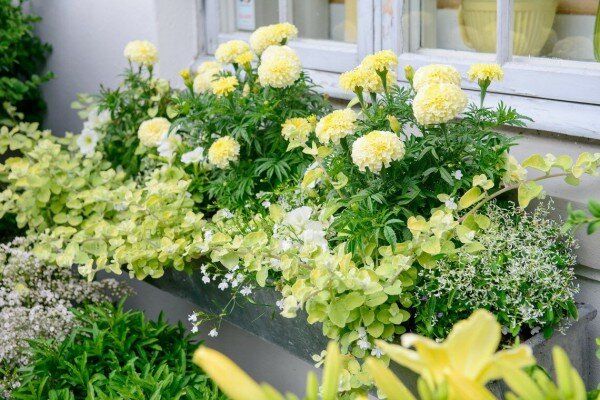 Композиции с летниками: вдохновение для вашего сада