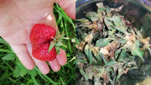 Неочевидная польза клубничных хвостиков: как превратить отходы в ароматный чай