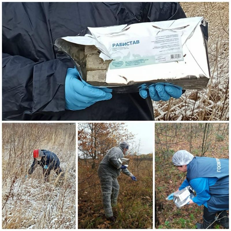 В Марий Эл продолжают вакцинировать диких хищников от бешенства, раскладывая в лесу безопасную оральную вакцину с запахом рыбы и мяса, рассказали в республиканском Комитете ветеринарии