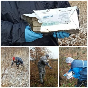 В Марий Эл продолжают вакцинировать диких хищников от бешенства, раскладывая в лесу безопасную оральную вакцину с запахом рыбы и мяса, рассказали в республиканском Комитете ветеринарии