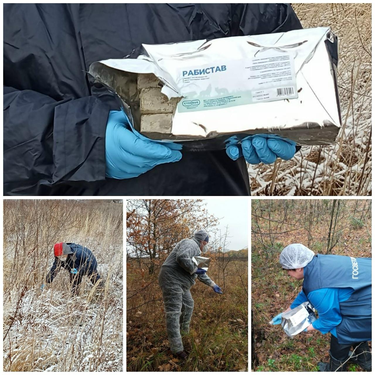 В Марий Эл продолжают вакцинировать диких хищников от бешенства, раскладывая в лесу безопасную оральную вакцину с запахом рыбы и мяса, рассказали в республиканском Комитете ветеринарии