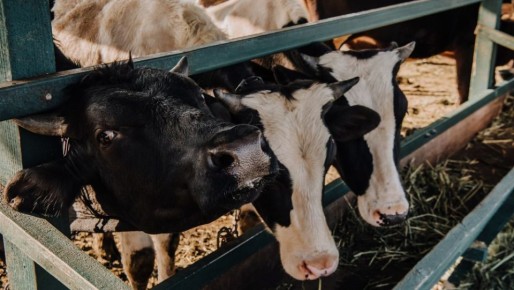 В Марий Эл не спешат отправлять на убой коров, больных лейкозом