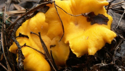 В аномально тёплом ноябре в лесах Марий Эл продолжают расти грибы