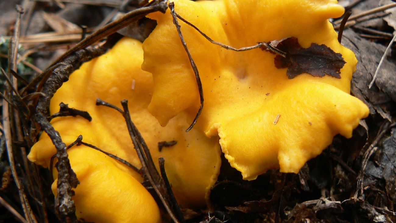 В аномально тёплом ноябре в лесах Марий Эл продолжают расти грибы