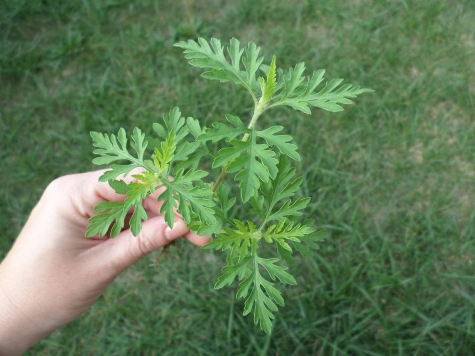 В Марий Эл введен карантин из-за сорняка амброзии полыннолистной (Ambrosia artemisiifolia), найденного в одном из дворов Йошкар-Олы