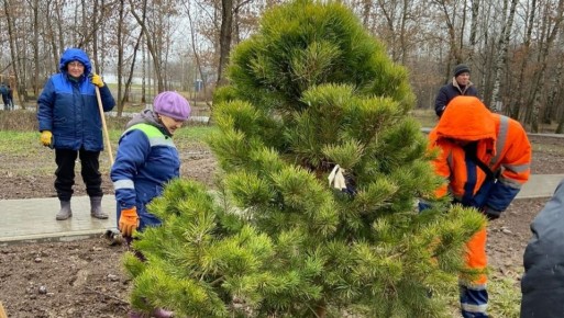 Марий парк засадили пушистыми горными соснами и европейскими елями