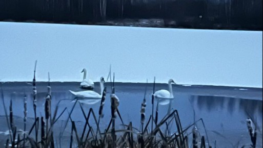 В Сернурском районе на пруду осталась семья лебедей с малышами