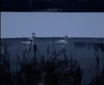 В сообществе «Подслушано Сернур» появилось сообщение от местных жителей, заметивших на пруду Сердяжка трёх взрослых лебедей и трёх лебедят