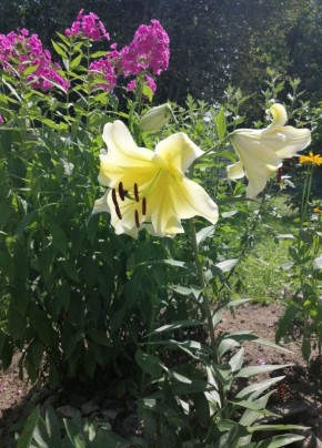 Летний сад: яркие краски и советы по уходу за цветами