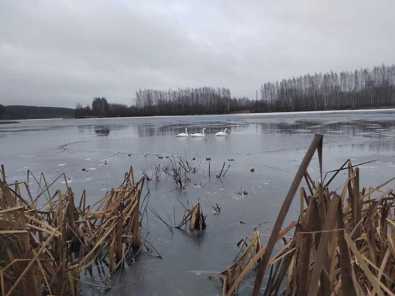 Жители Сернурского округа Марий Эл встревожены судьбой трёх лебедей, которые продолжают оставаться на пруду Сердяжка, несмотря на наступившую зиму