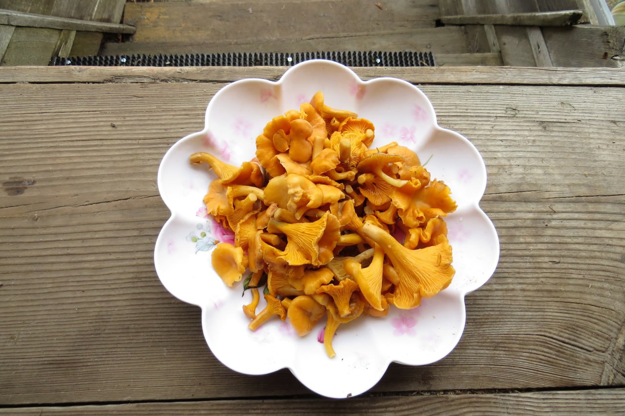 Старший научный сотрудник заповедника «Большая Кокшага» Геннадий Богданов на своей странице в соцсети опубликовал информацию, что до сих пор в лесу можно собрать грибы на жареху Старший научный сотрудник заповедника «Большая Кокшага» Геннадий Богданов на своей странице в соцсети опубликовал информацию, что до сих пор в лесу можно собрать грибы на жареху