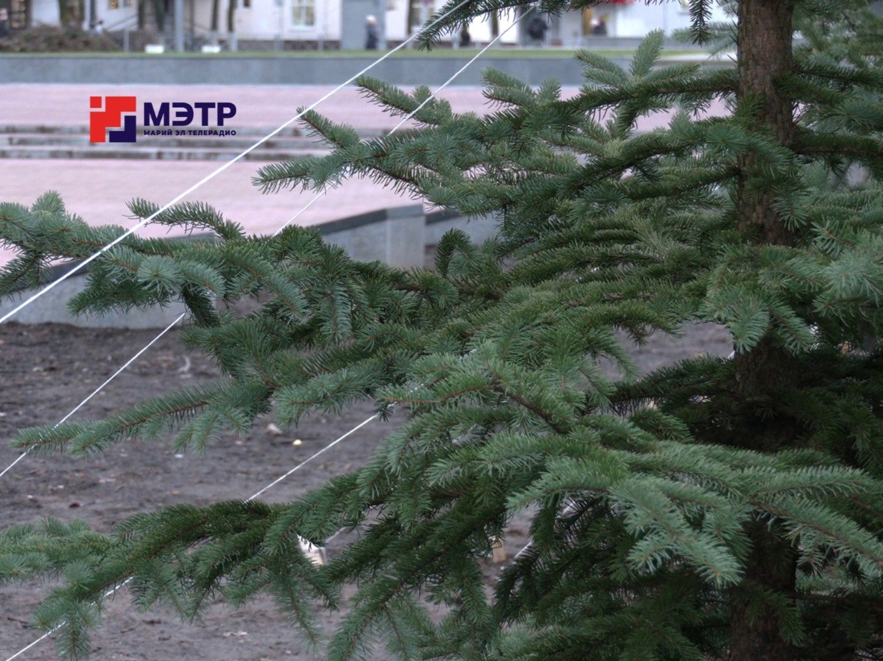 В этом сезоне в Йошкар-Оле высадили свыше 1200 крупномеров