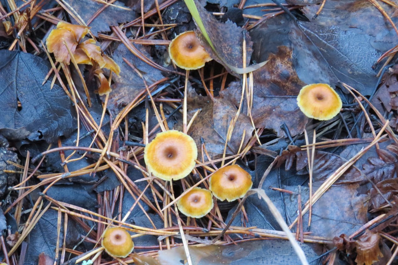 Старший научный сотрудник заповедника «Большая Кокшага» Геннадий Богданов на своей странице в соцсети опубликовал информацию, что до сих пор в лесу можно собрать грибы на жареху