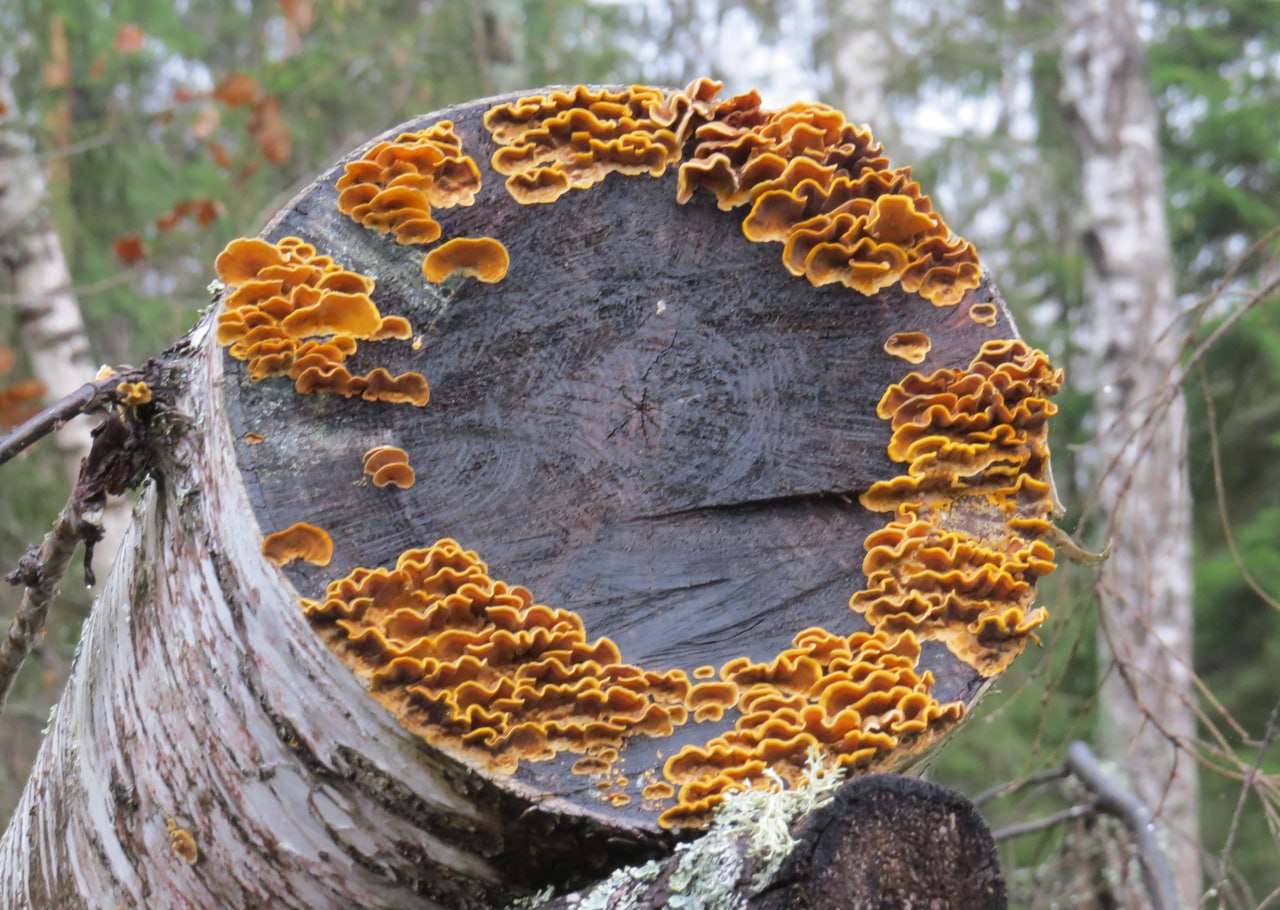 Старший научный сотрудник заповедника «Большая Кокшага» Геннадий Богданов на своей странице в соцсети опубликовал информацию, что до сих пор в лесу можно собрать грибы на жареху Старший научный сотрудник заповедника «Большая Кокшага» Геннадий Богданов на своей странице в соцсети опубликовал информацию, что до сих пор в лесу можно собрать грибы на жареху
