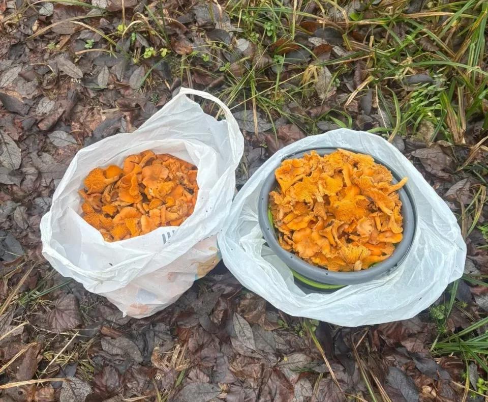 Жители Марий Эл продолжают хвастаться необычайно богатыми урожаями грибов, несмотря наступившую календарную зиму