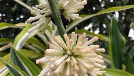 В Йошкар-Оле произрастает дерево драконов