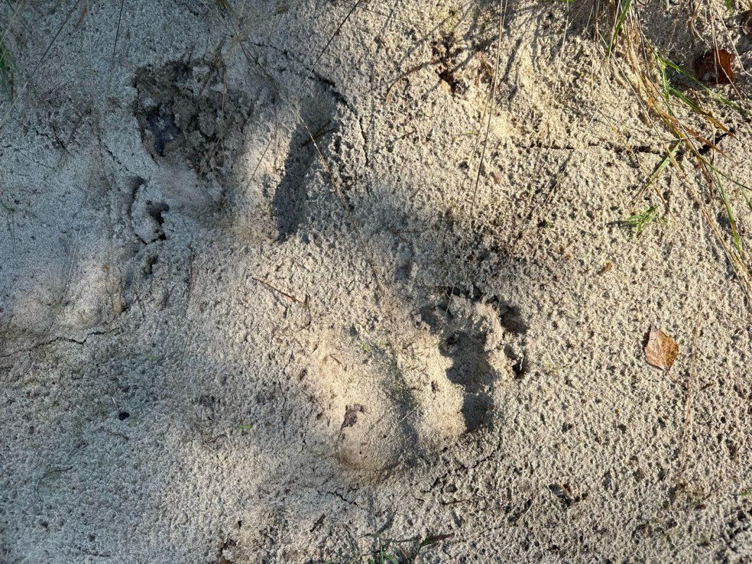 Жителям Марий Эл рассказали о высоких рисках встретиться «лоб в лоб» с медведями в лесах