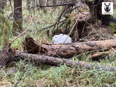 В Марий Эл аномальная погода меняет жизнь дикой природы