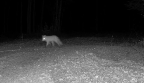 В заповеднике "Большая Кокшага" фотоловушка запечатлела ночную прогулку красавицы лисицы
