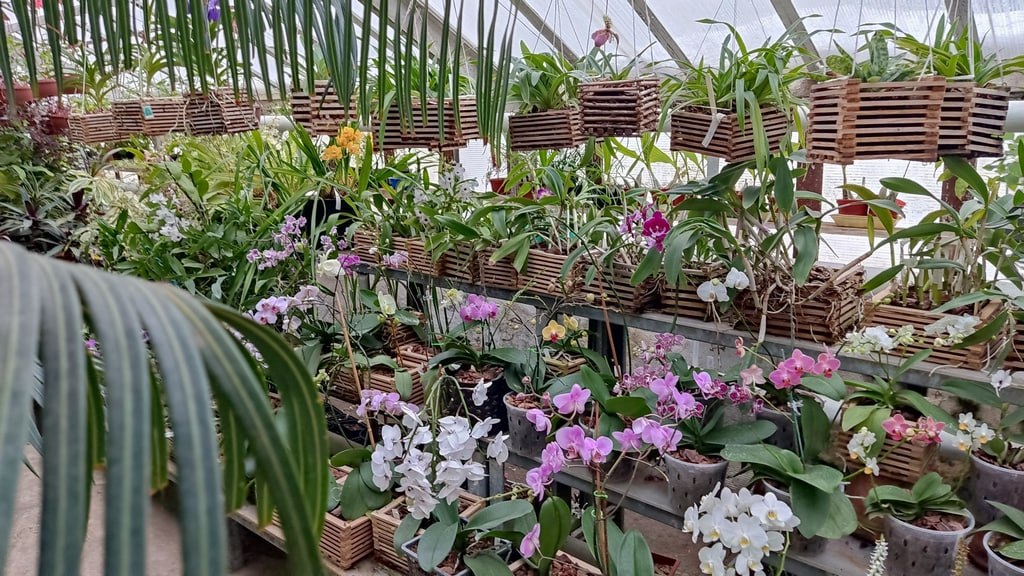 Из оранжереи Ботанического сада в Йошкар-Оле крадут редкие растения