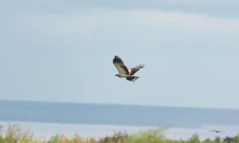 В Марий Эл продолжается изучение редких и исчезающих видов животных, включенных в Красную книгу республики