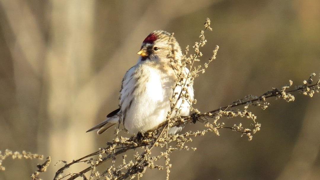 В Марий Эл замечены северные птицы