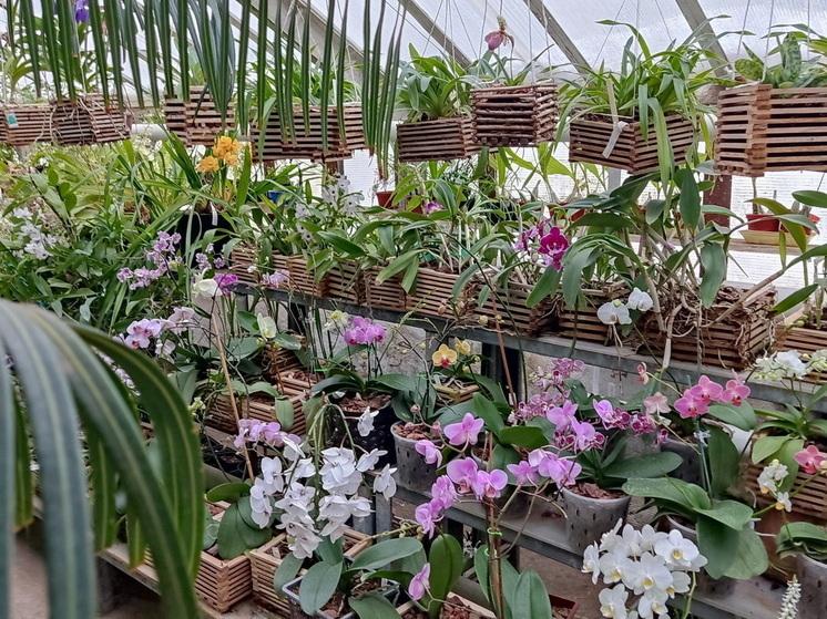 Сотрудники Ботанического сада Йошкар-Олы сообщили, что в оранжерее участились случаи хищения тропических растений