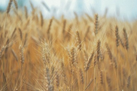 В Марий Эл планируют увеличить производство зерна до 450 тысяч тонн