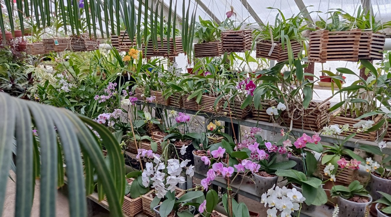 В оранжерее Йошкар-Олы вынуждены усилить охрану