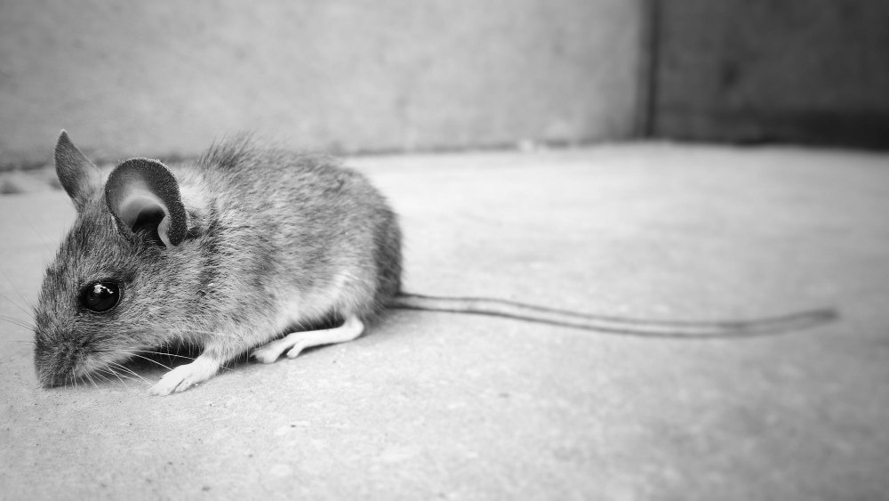 Двое в Марий Эл за неделю заразились мышиной лихорадкой