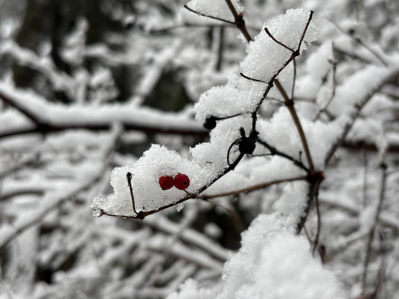 После аномального опоздания зима все же пришла в Марий Эл