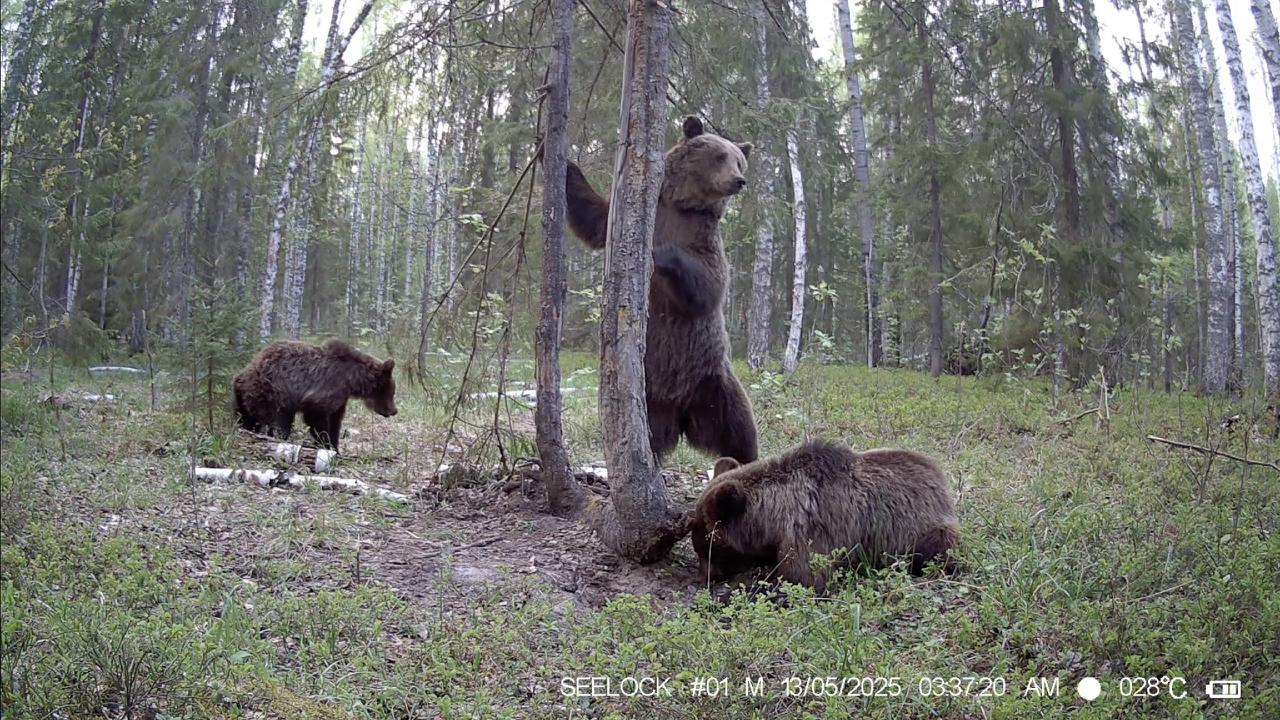 Специалисты заповедника "Большая Кошкага" рассказали, что местные медведи уже залегли в спячку.