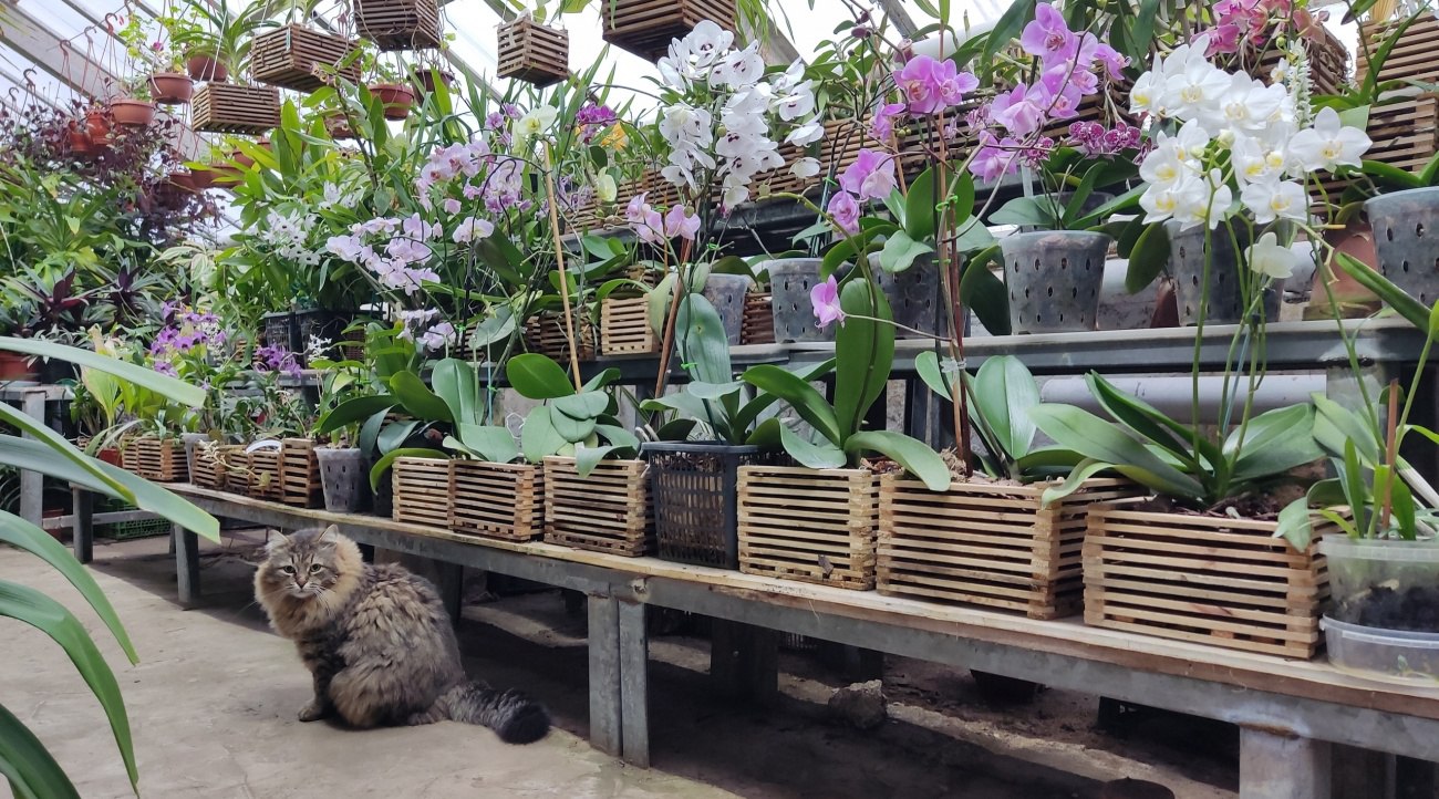 Дело в крыше: орхидеи в оранжерее Йошкар-Олы «сошли с ума»