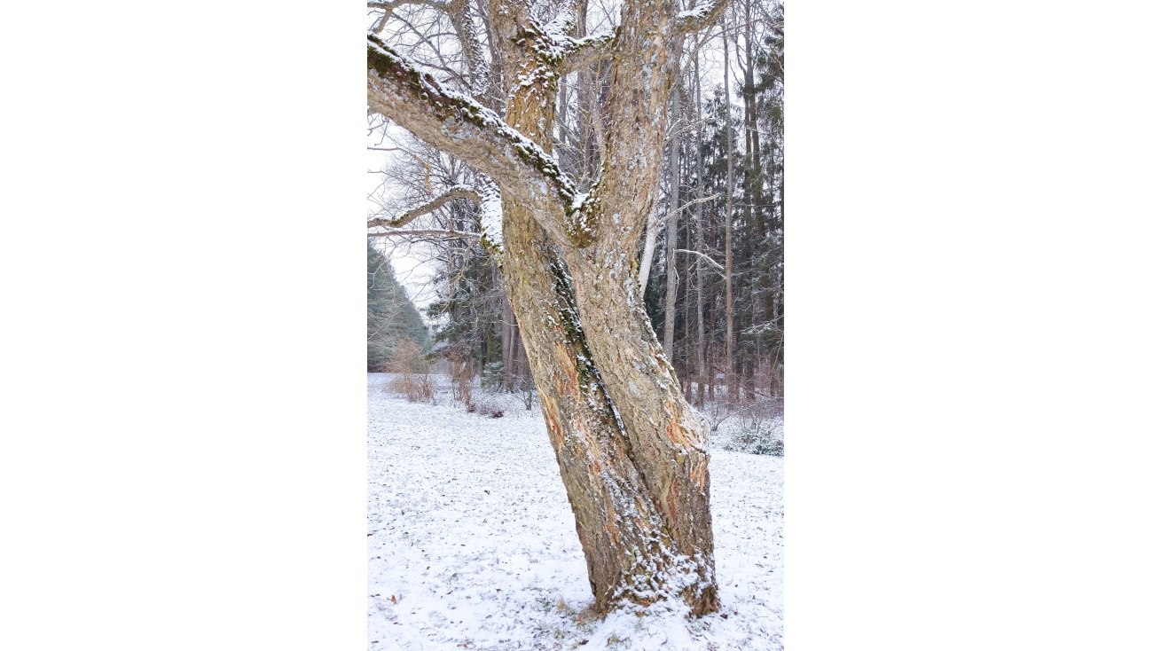 В Йошкар-Оле повредили одно из старейших деревьев Ботсада с необычной корой