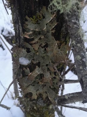 В Национальном парке «Марий Чодра» нашли редкий лишайник, который считается природным индикатором чистоты окружающей среды