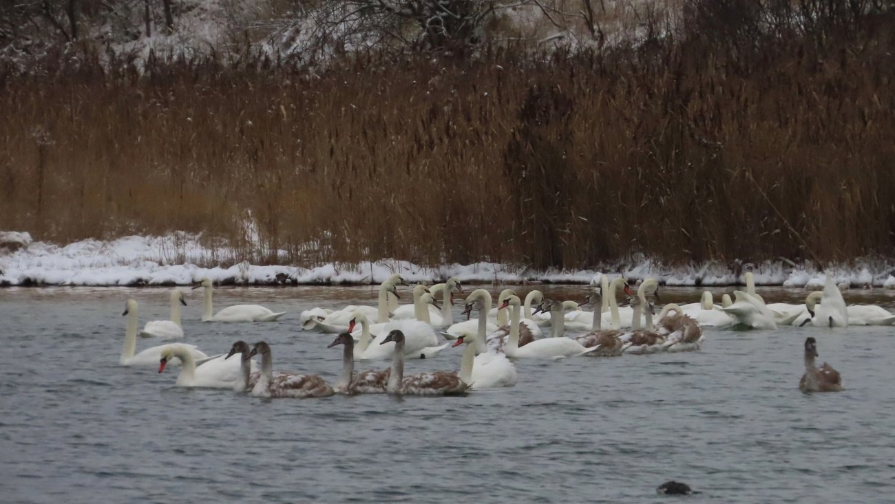 Более 50 лебедей на озере в Марий Эл запечатлел йошкар-олинский фотограф