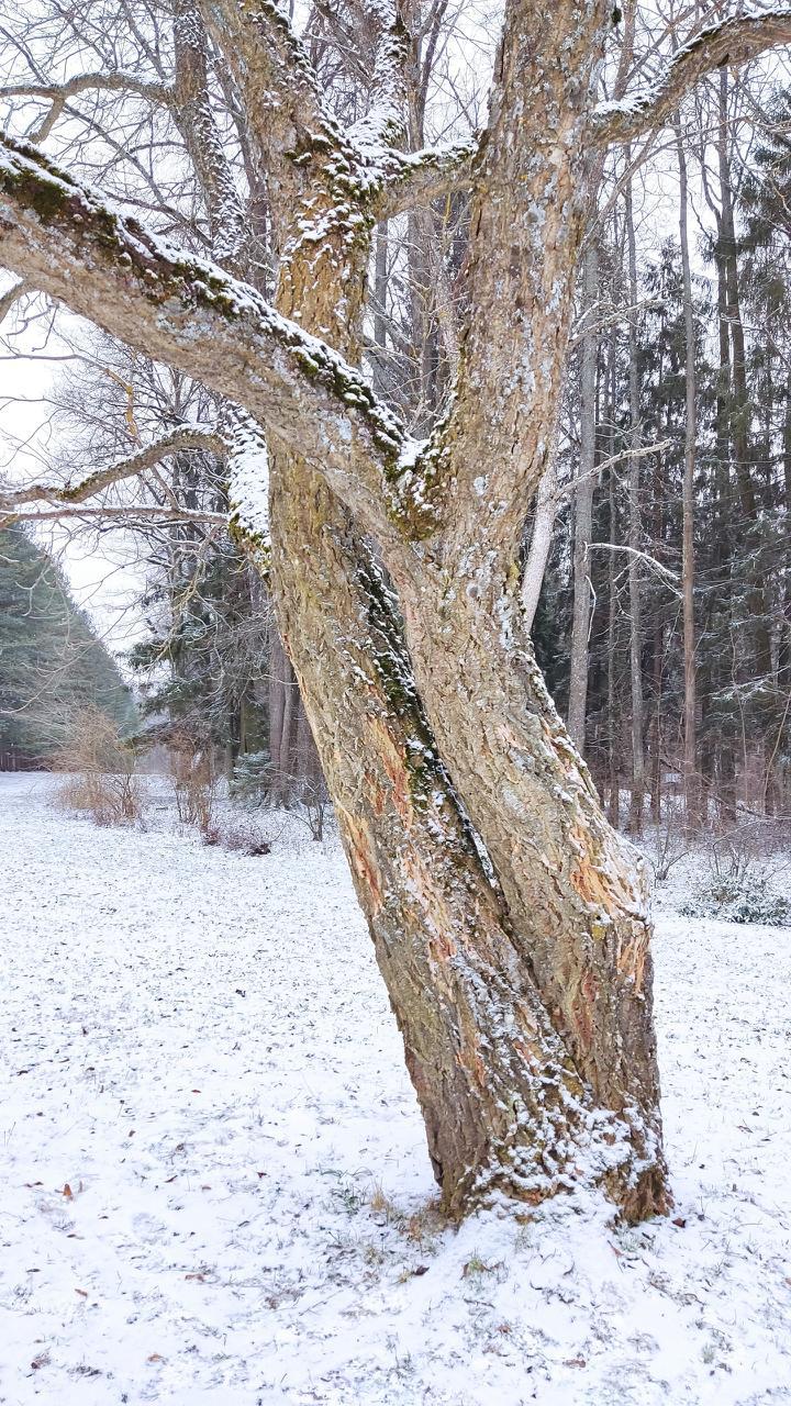 В Ботаническом саду Йошкар-Олы зафиксировано несколько случаев вандализма В Ботаническом саду Йошкар-Олы зафиксировано несколько случаев вандализма