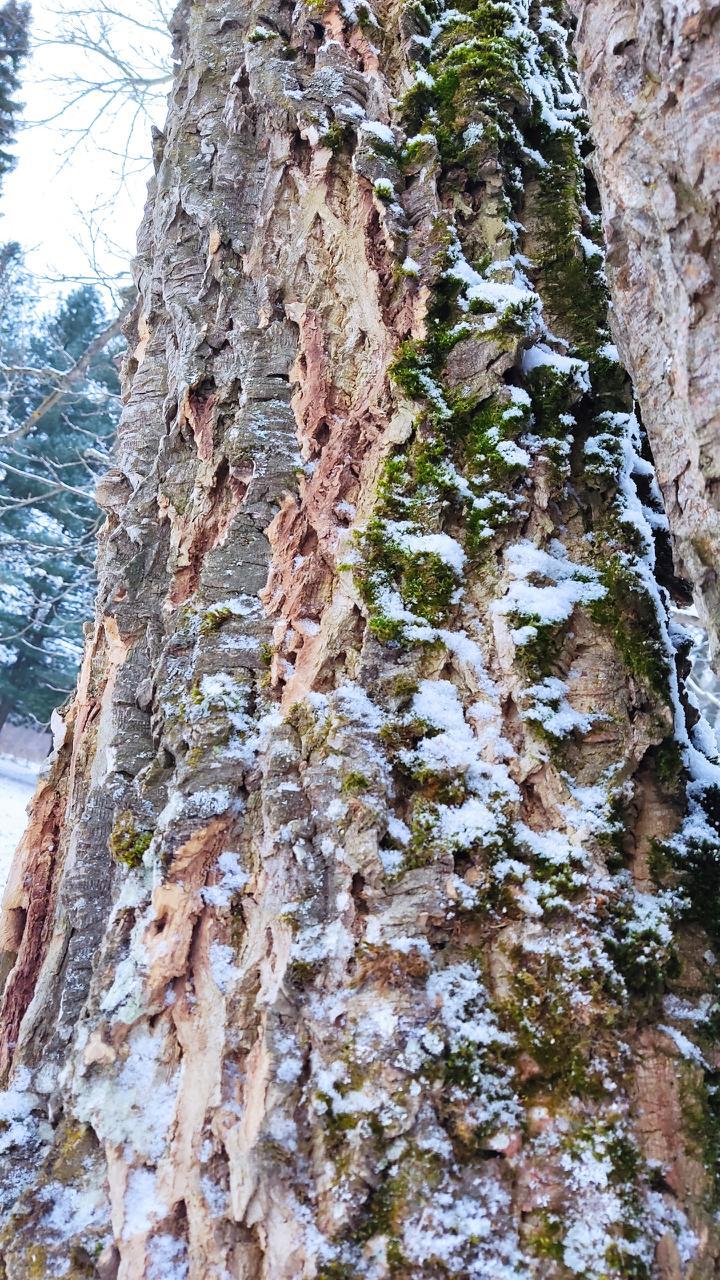 В Ботаническом саду Йошкар-Олы зафиксировано несколько случаев вандализма В Ботаническом саду Йошкар-Олы зафиксировано несколько случаев вандализма