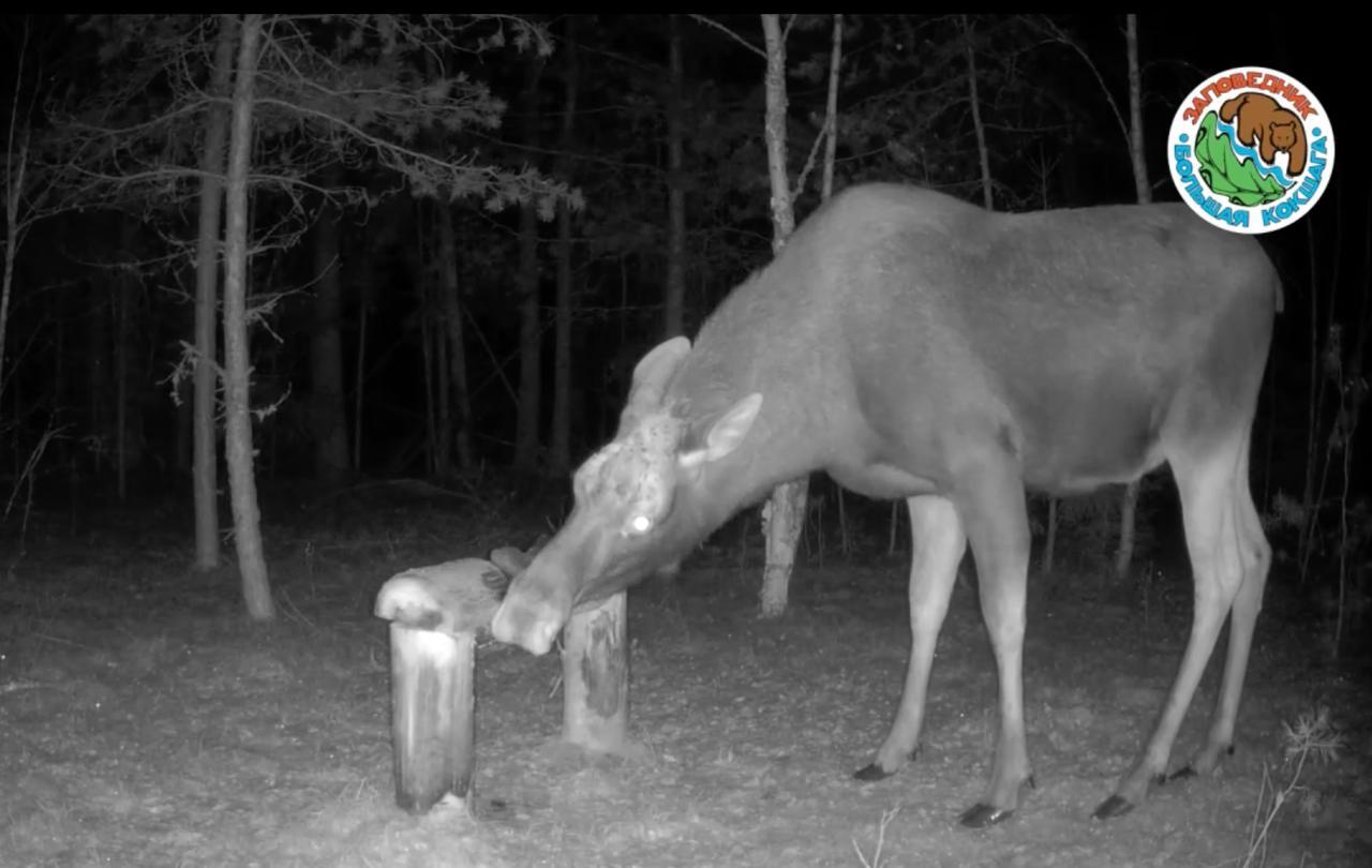 На экологической тропе вблизи деревни Шаптунга сотрудники заповедника «Большая Кокшага» установили солонец для диких животных