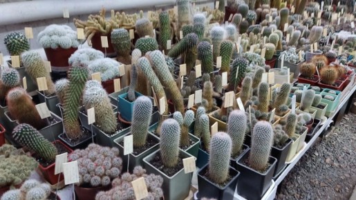 В Ботаническом саду Йошкар-Олы зафиксировано несколько случаев вандализма