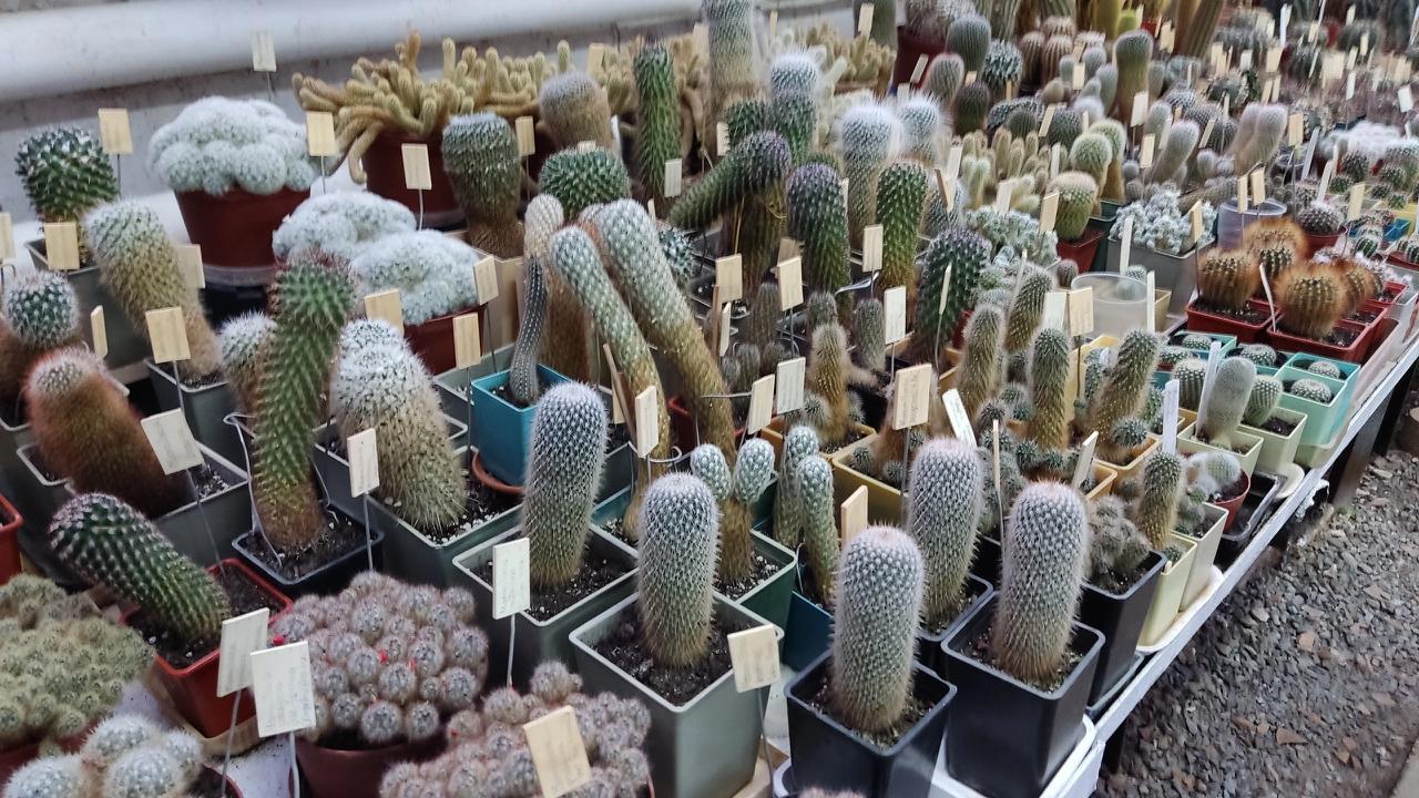 В Ботаническом саду Йошкар-Олы зафиксировано несколько случаев вандализма