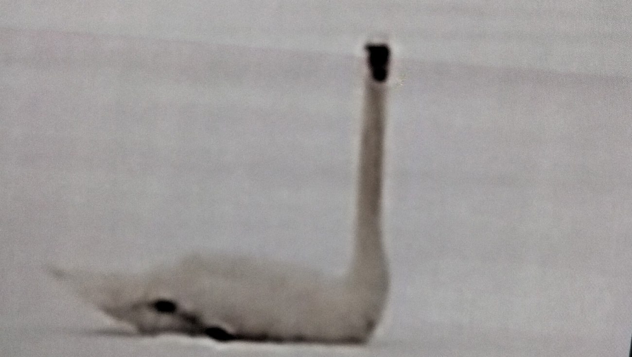 Жители Сернурского района считают, что лебеди на пруду Сердяжка погибли