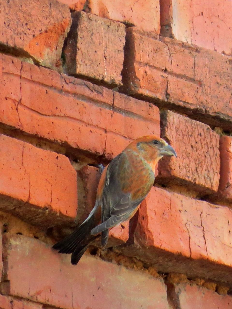 В этом году богатый урожай еловых шишек в Марий Эл привлёк редких клестов-еловиков В этом году богатый урожай еловых шишек в Марий Эл привлёк редких клестов-еловиков