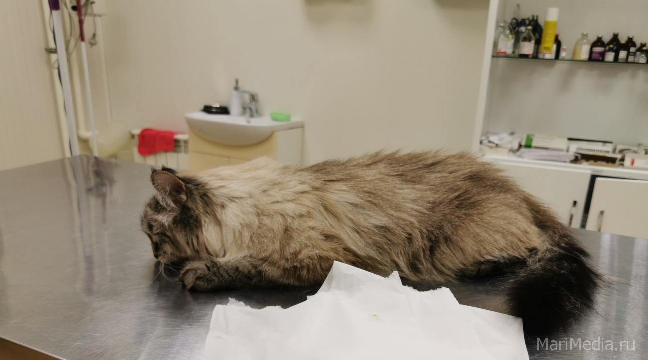 Ветеринарные станции в Йошкар-Оле и Медведево работают в январские выходные