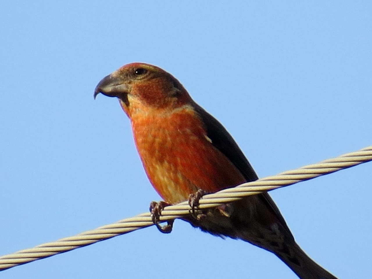 В этом году богатый урожай еловых шишек в Марий Эл привлёк редких клестов-еловиков