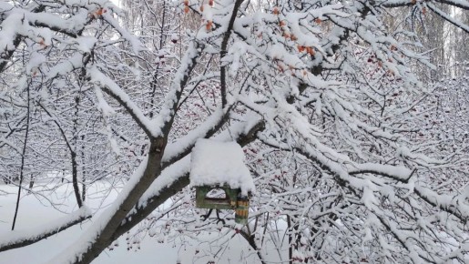 Шестилетний тренд: климатическая зима в Марий Эл приходит все позже