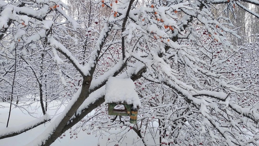 Шестилетний тренд: климатическая зима в Марий Эл приходит все позже
